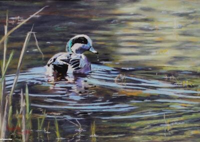 Wigeon Drake In Spring by Kimberly Wurster, pastel accepted into the Spirit of Pastel 2022 show