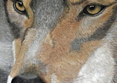 Wolf, pastel painting by Avery Anderson