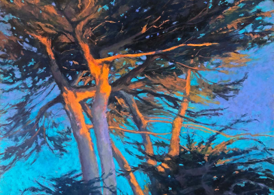 Terri Ford Signature Member Sunlit Cypress 16 x 20